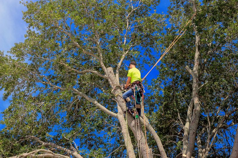 Completed Tree Pruning