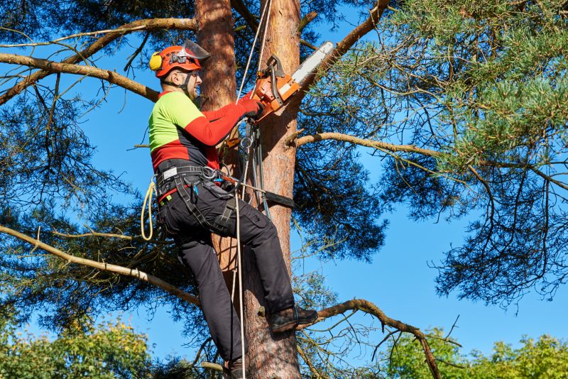 Fall Tree Care