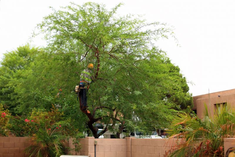 Arborist Tree Service