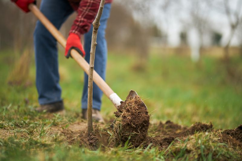 Magnolia Tree Planting in Honolulu, HI