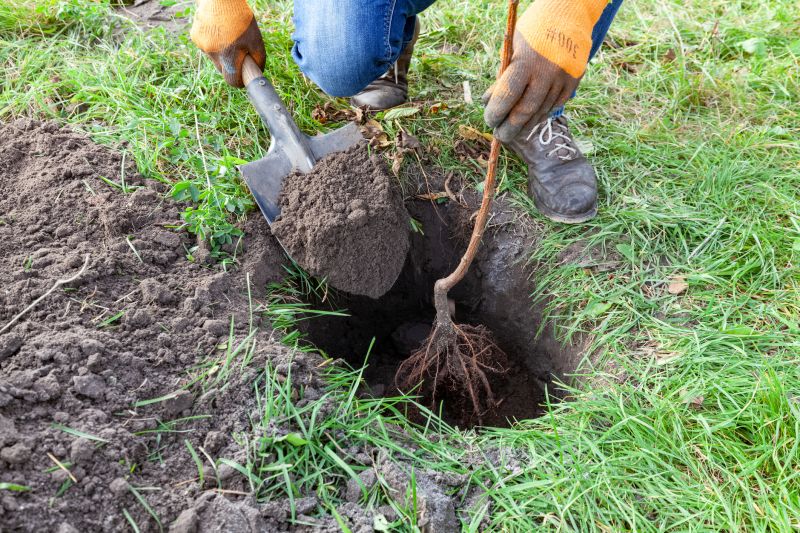 Orchard Planting in Honolulu, HI
