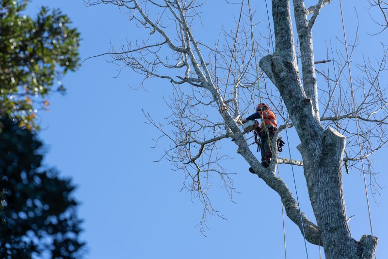 Products For Arborist Tree Service in use