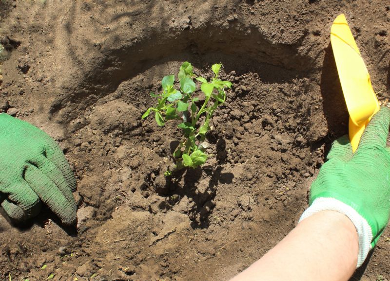 Rose Bush Planting in Ventura County, CA