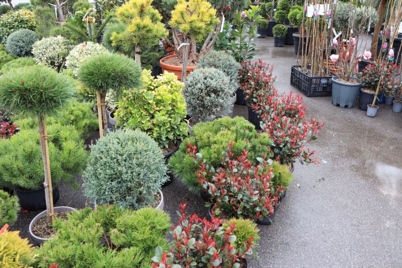 Rose Bush Planting in Ventura County, CA