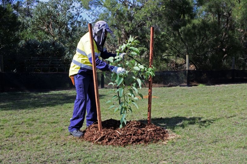 Tree Landscaping in Honolulu, HI