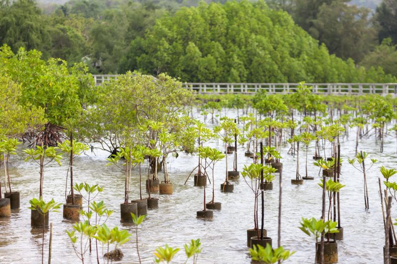 Tree Planting Service in Ventura County, CA