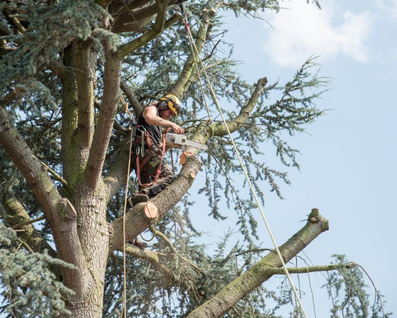 Tree Repair in Reno, NV