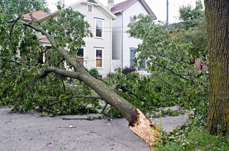 Emergency Tree Services - Arborist Tree Service Ely, Minnesota