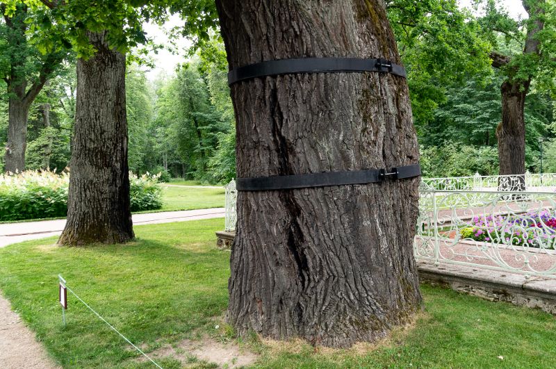 Tree Cabling And Bracing - Arborist Tree Service Ely, Minnesota