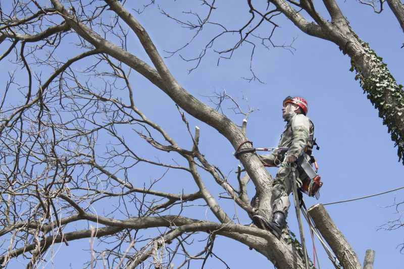 Tree Pruning and Trimming