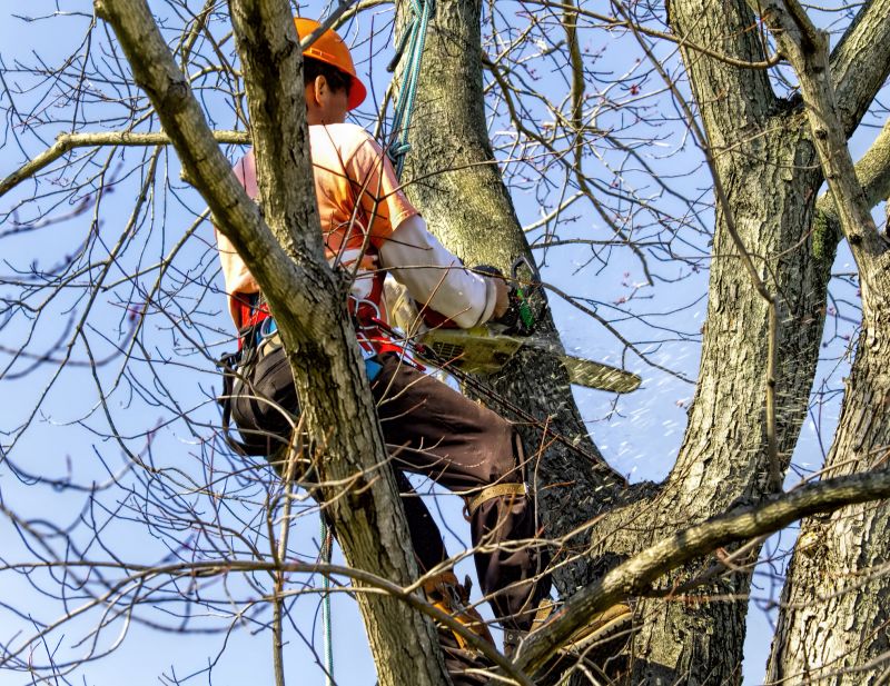 Contact About Arborist Tree Service