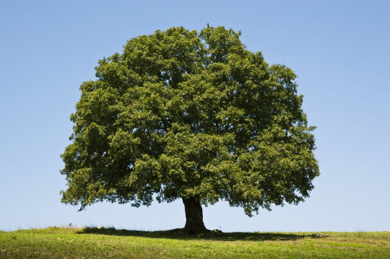 Arborist Tree Service