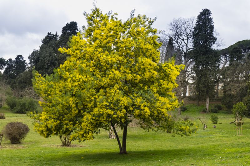 Tree Trimming Service - Arborist Tree Service Ely, Minnesota