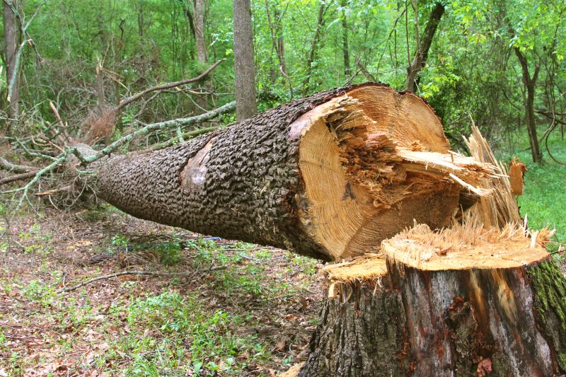 Tree Removal Service - Arborist Tree Service Ely, Minnesota