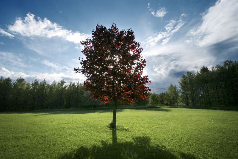 Tree Health Assessment and Treatment